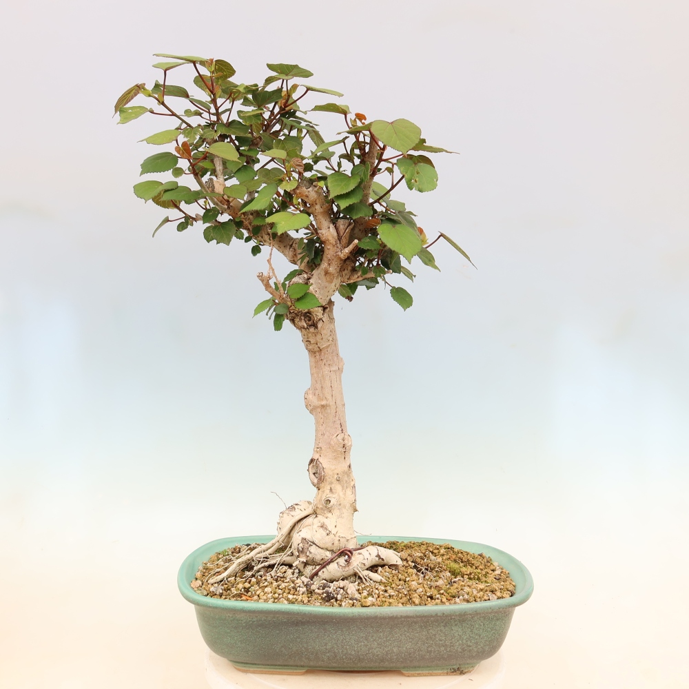 Beltéri bonsai - Hibiscus tiliaceus - tengeri hibiszkusz