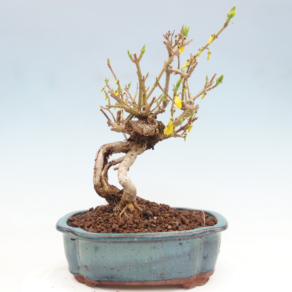Kültéri bonsai - Zlatice - Forsythia koreana