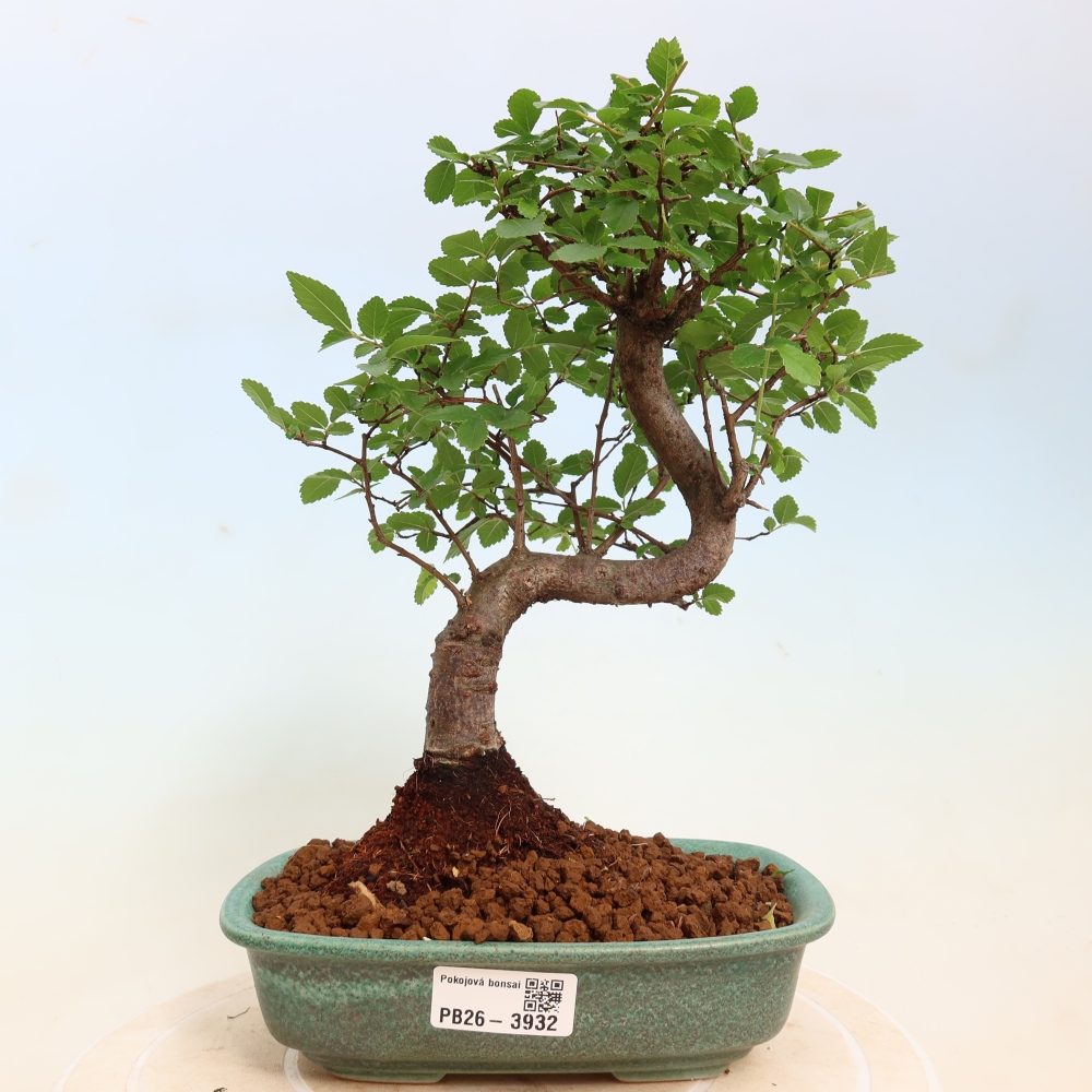 Szobai bonsai - Ulmus parvifolia - Kislevelű szilfa