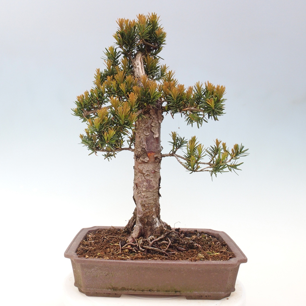 Kültéri bonsai - Taxus cuspidata - japán tiszafa