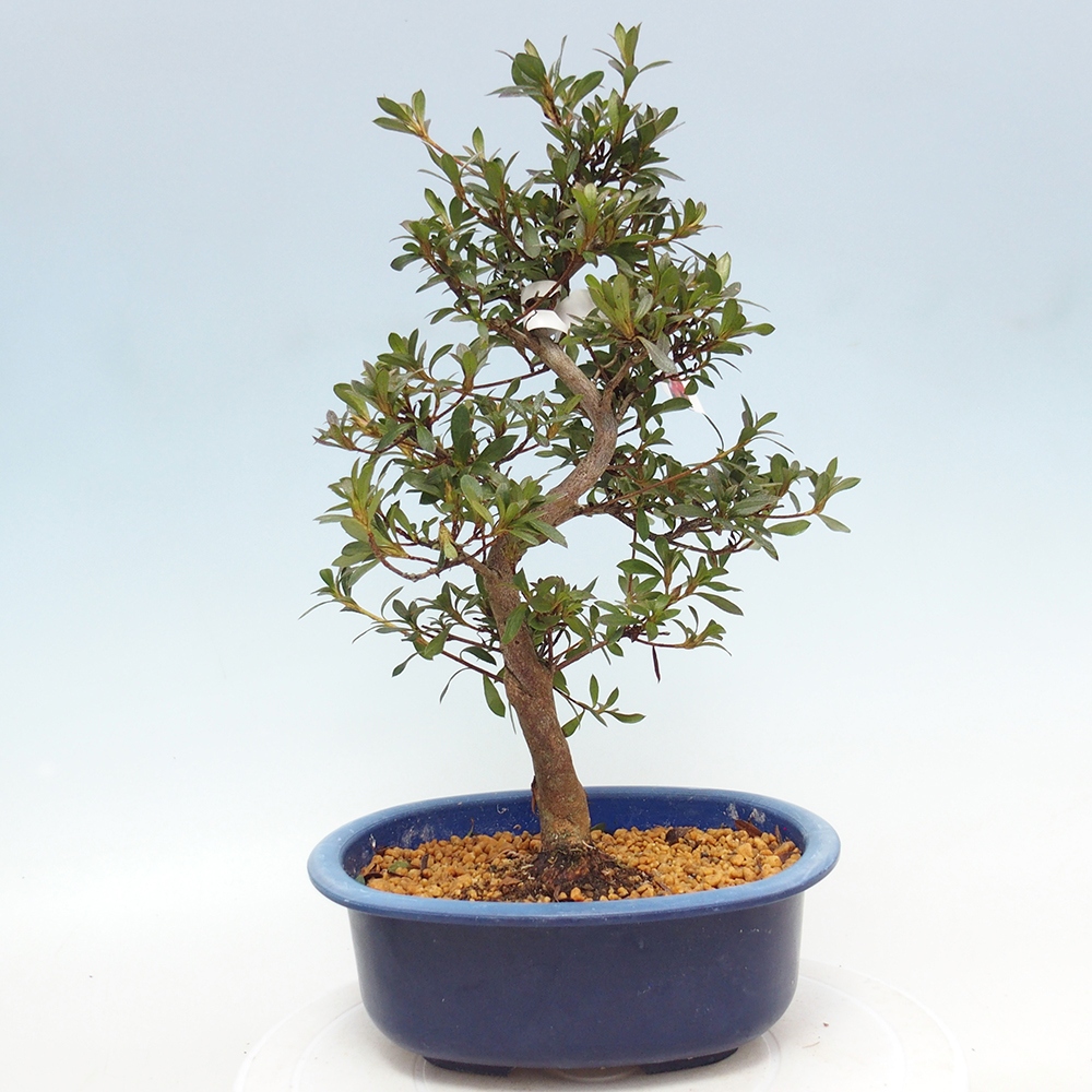 Kültéri bonsai - Japán azálea - Azalea Beniko