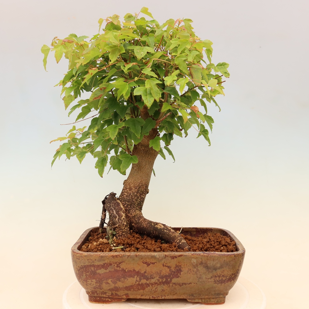 Kültéri bonsai - Juhar Burger - Acer Burgerianum