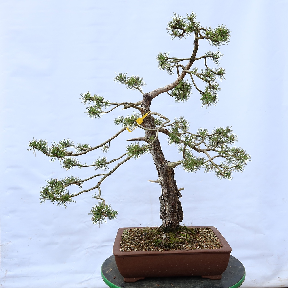 Pinus sylvestris Spanyolország – erdei fenyő