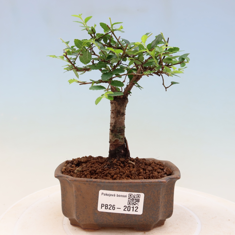 Szobai bonsai - Ulmus parvifolia - Kislevelű szilfa