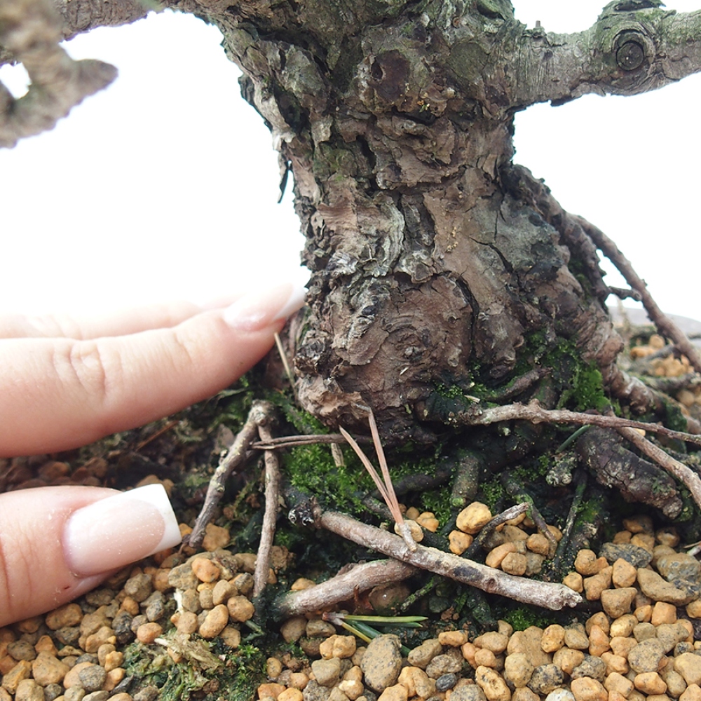 Kültéri bonsai - Pinus thunbergii Kotobuki - Thunberg fenyő