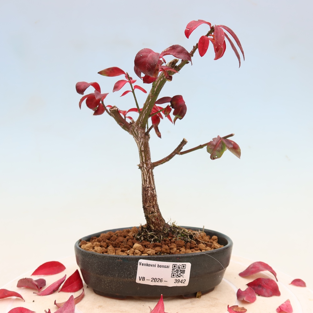 Kültéri bonsai – Euonymus alatus comactus – szárnyas szőlőfa