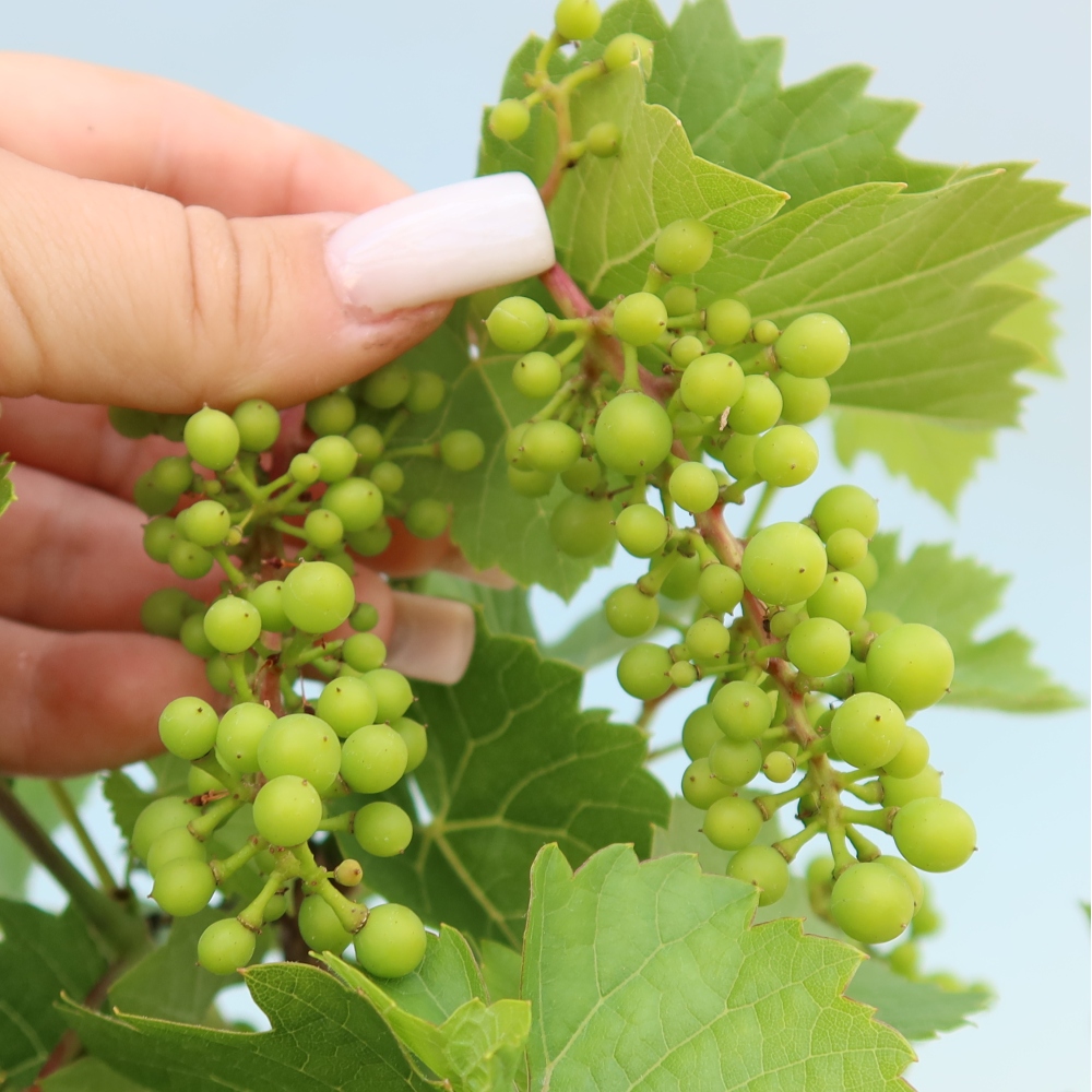 Kültéri bonsai – Szőlő – Vitis vinifera 