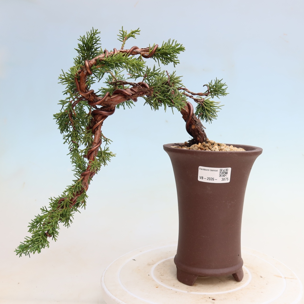 Kültéri bonsai - Juniperus chinensis Kishu