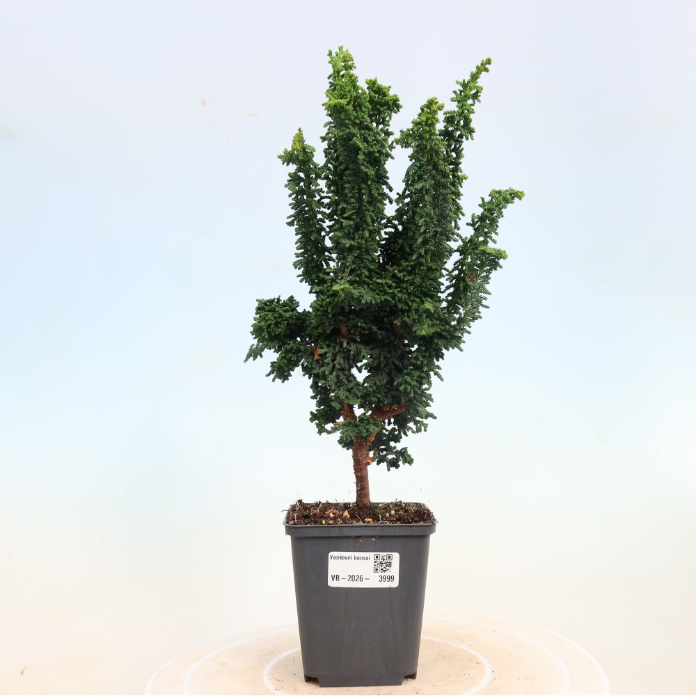 Kültéri bonsai - Cham. obtusa SEKKA HINOKI - Cifra ciprus