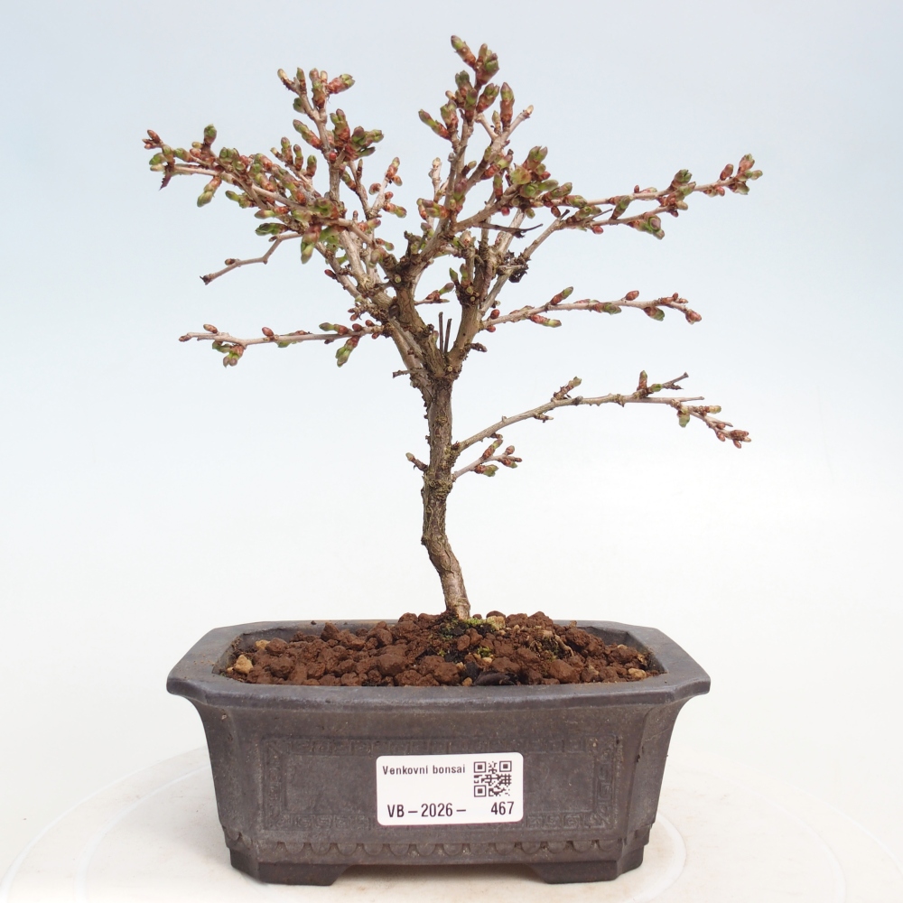Kültéri bonsai - Prunus incisa Kojou-no mai-Plivon kivágva
