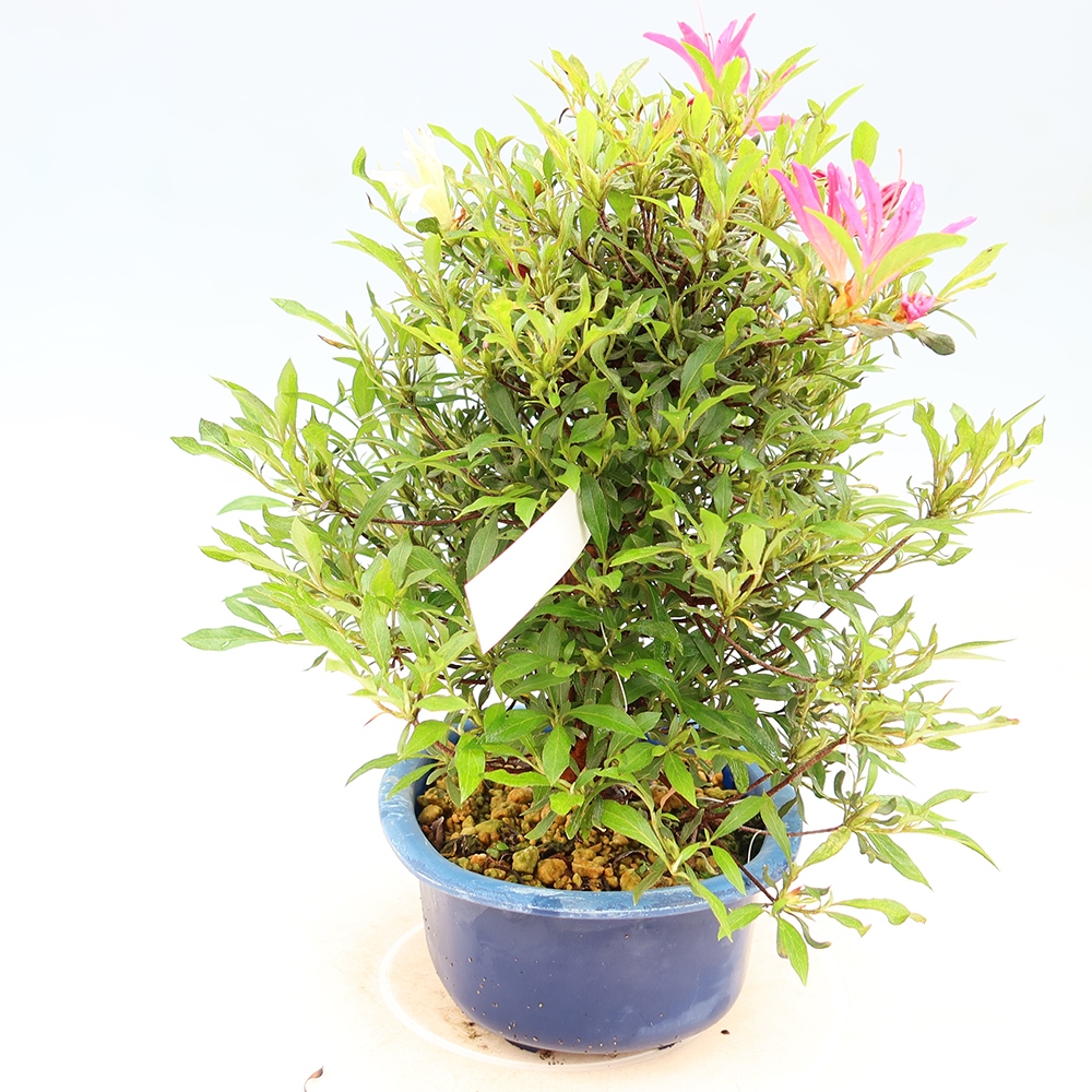 Kültéri bonsai - Japán azálea - Azalea Ryusen
