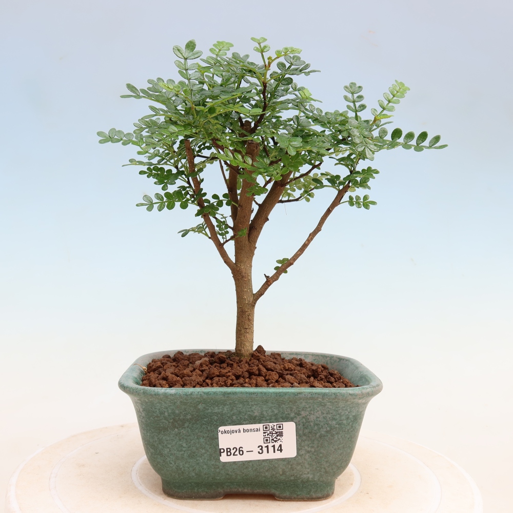 Szobai bonsai - Zantoxylum piperitum - borsfa