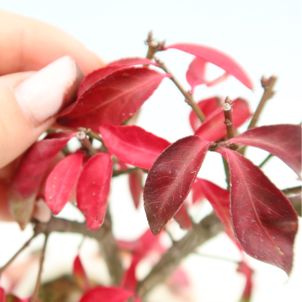 Kültéri bonsai – Euonymus alatus comactus – szárnyas szőlőfa