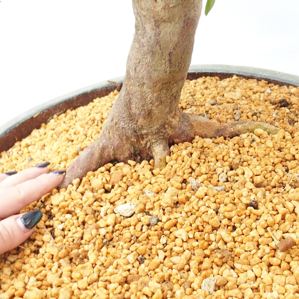 Kültéri bonsai - Japán azálea - Azálea kéz