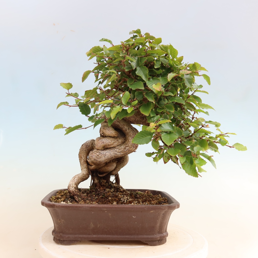 Kültéri bonsai -Carpinus CARPINOIDES - Koreai gyertyánfa