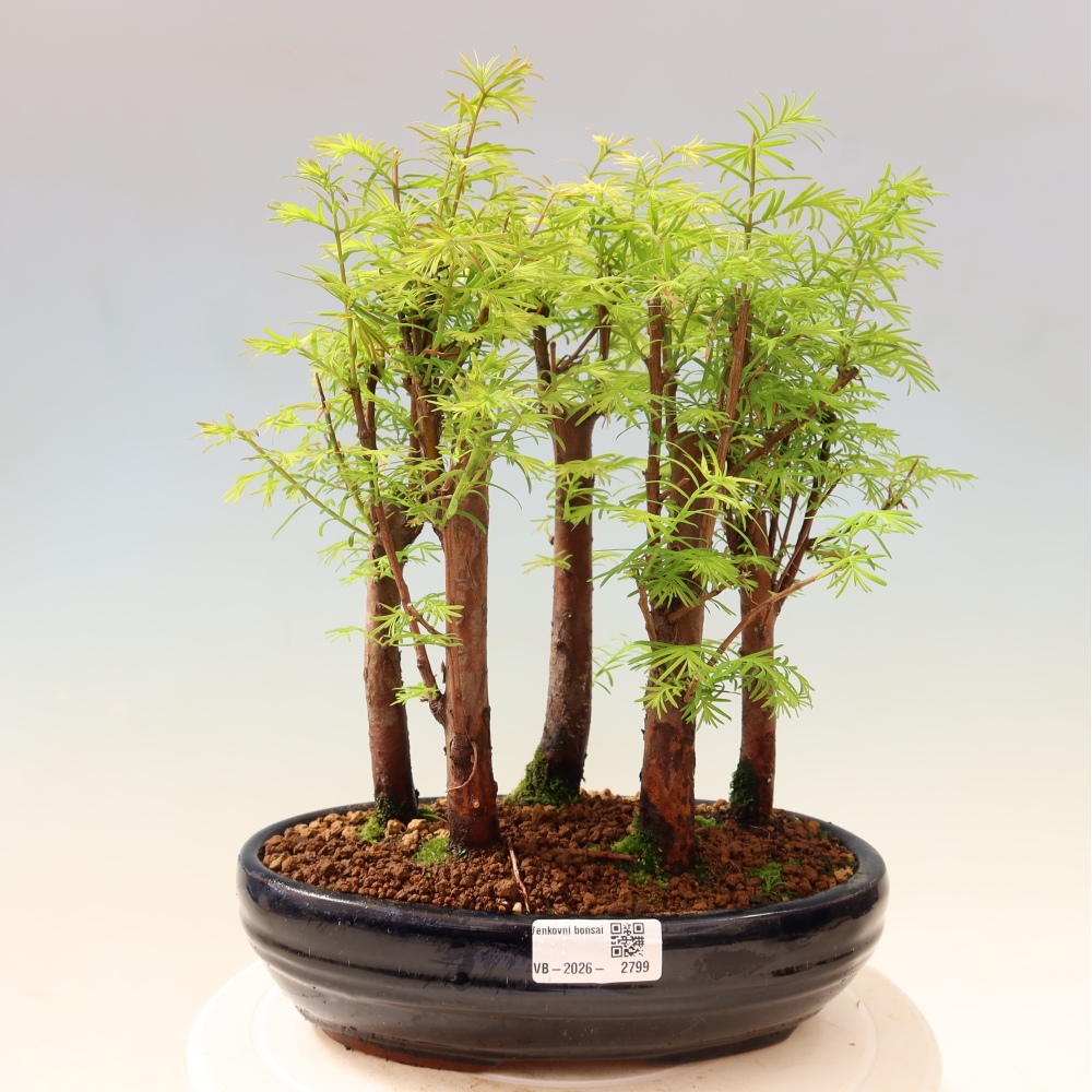 Kültéri bonsai – Metasequoia glyptostroboides – kínai metasequoia – kis erdő