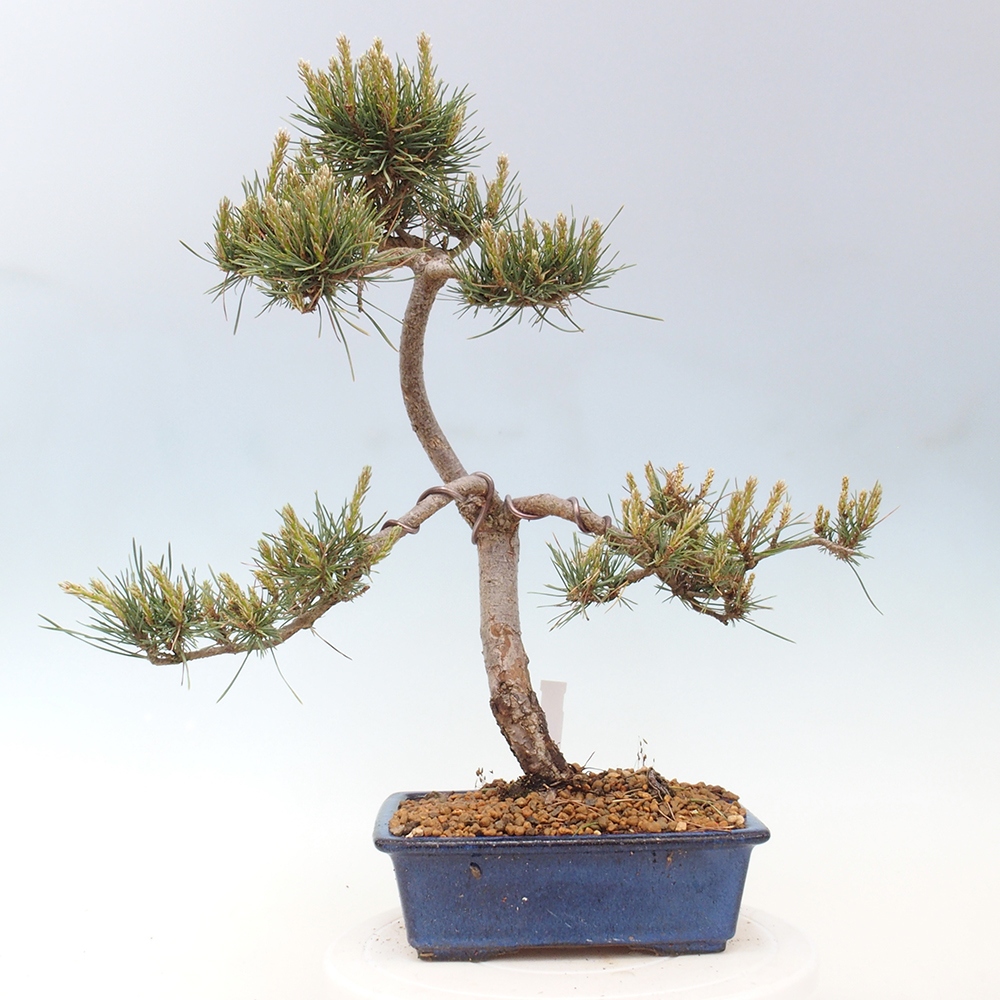 Kültéri bonsai - Pinus Sylvestris Watererri - erdeifenyő