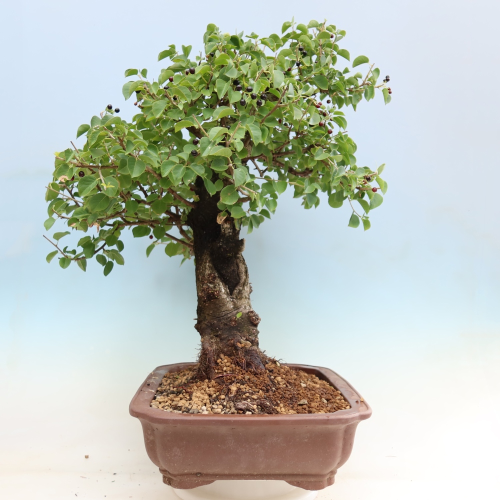 Kültéri bonsai - Mahalebka - Prunus mahaleb - Prunus mahaleb