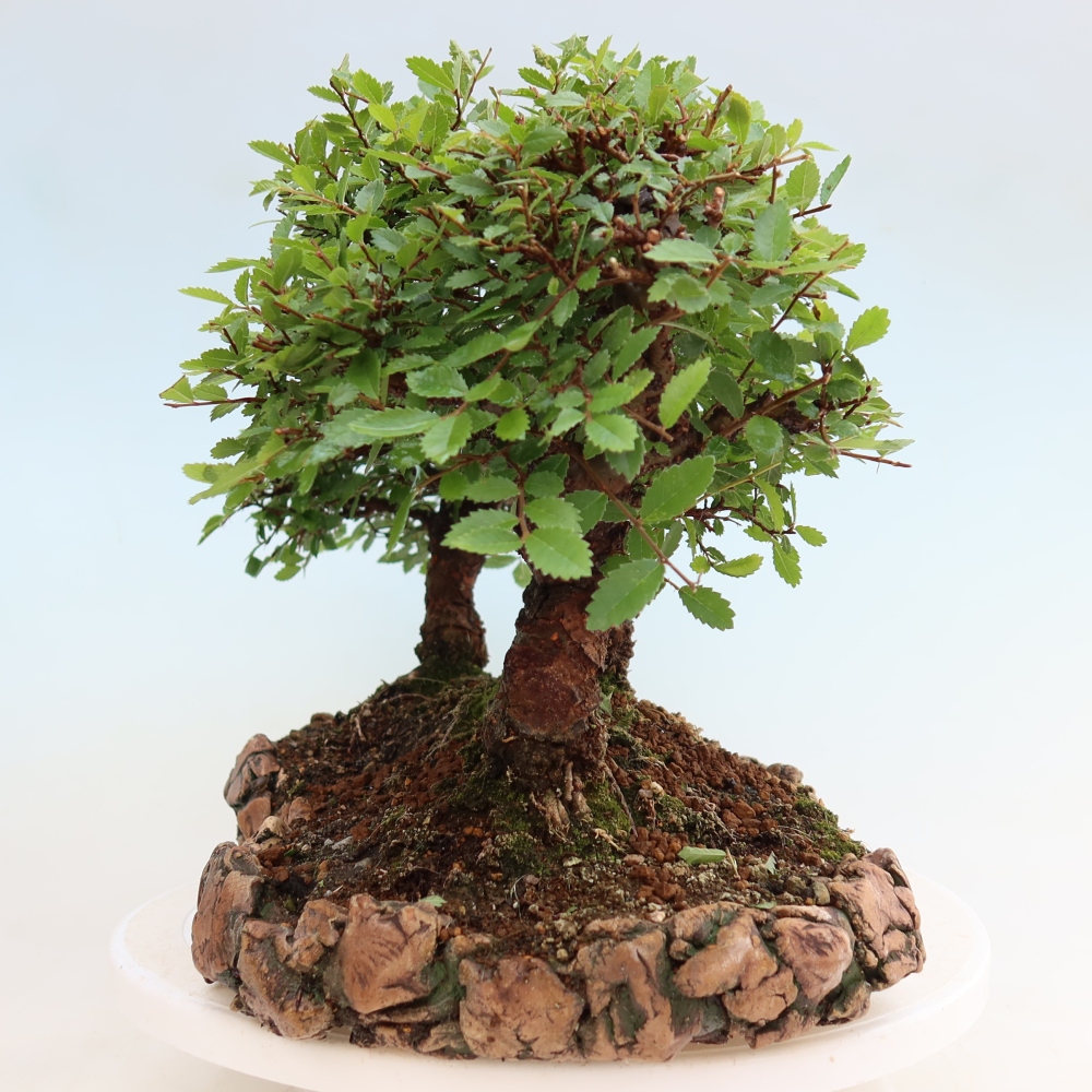 Kültéri bonsai – Zelkova – Zelkova NIRE – kis erdő