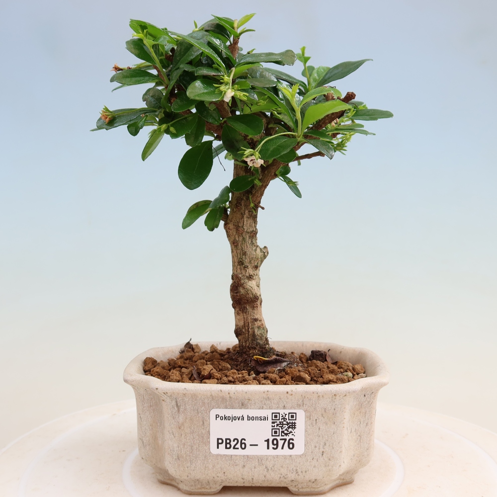 Szobai bonsai - Carmona macrophylla - Tea fuki