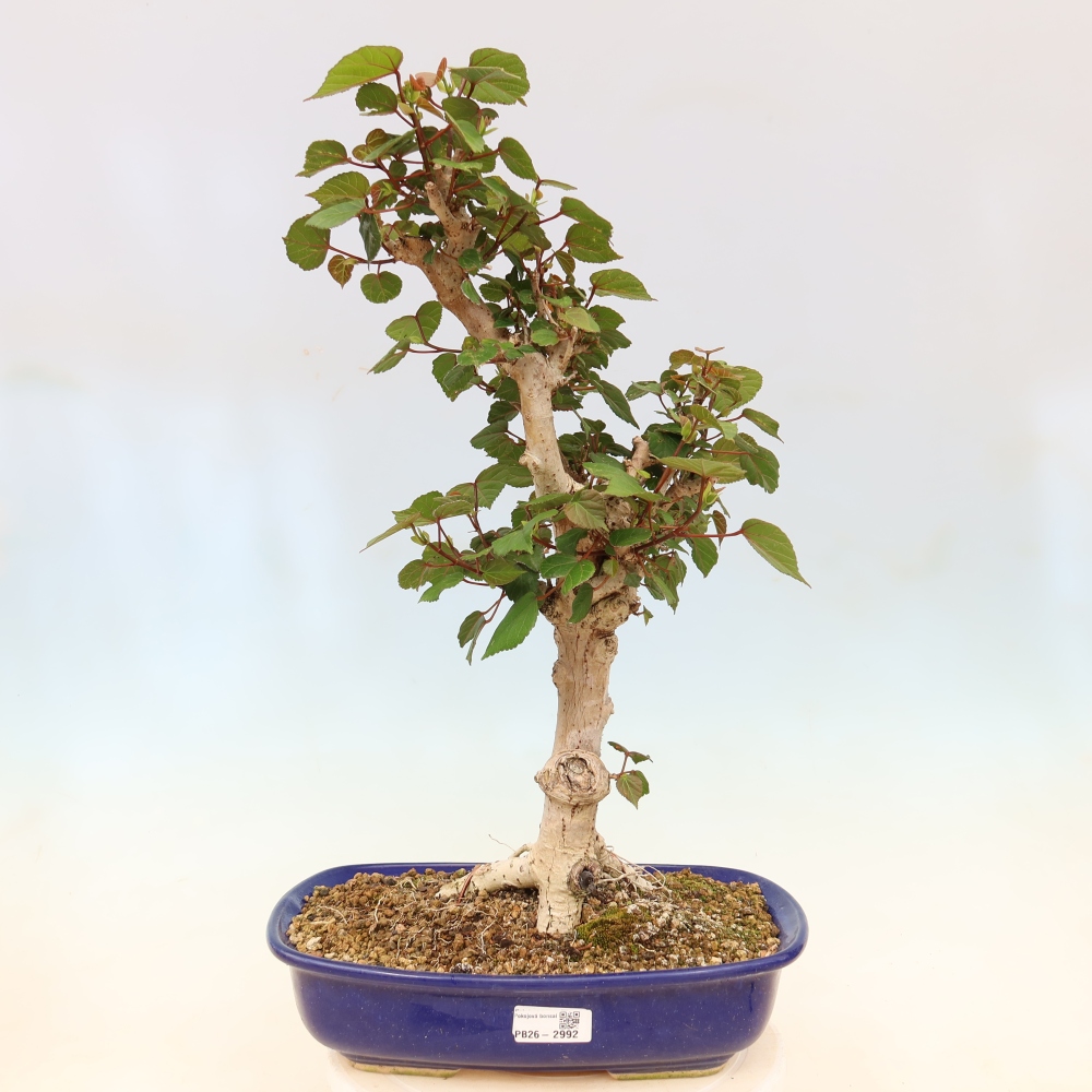 Beltéri bonsai - Hibiscus tiliaceus - tengeri hibiszkusz