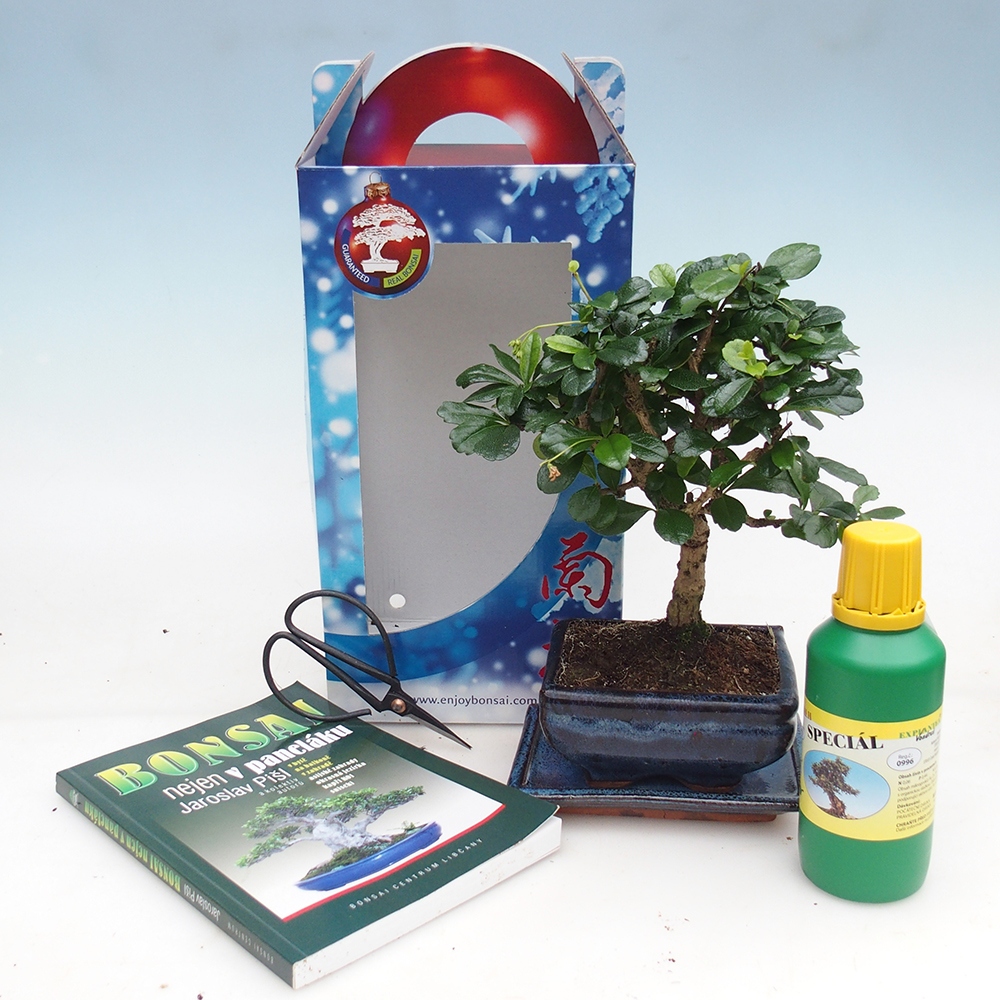 Szobai bonsai ajándékdobozban Carmona microphylla - Tea fuki