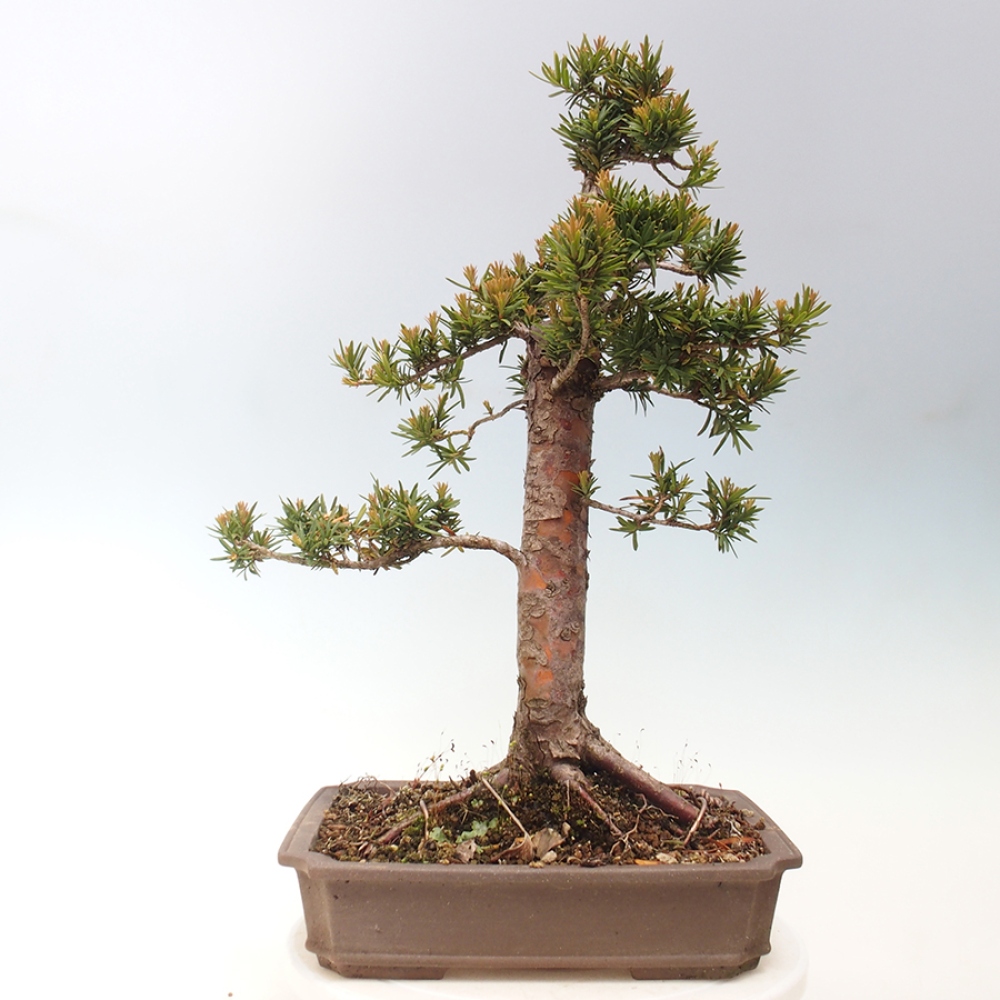 Kültéri bonsai - Taxus cuspidata - japán tiszafa