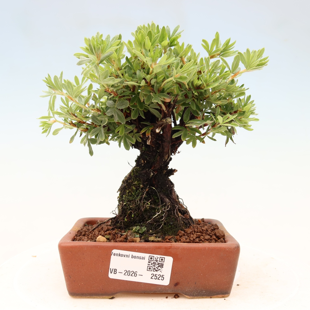 Kültéri bonsai - Potentila fruticosa