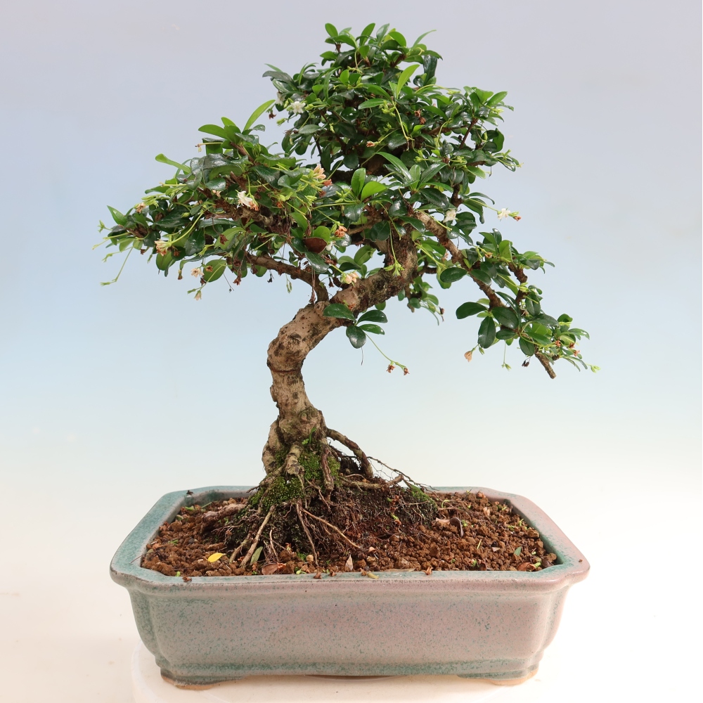 Szobai bonsai - Carmona macrophylla - Tea fuki