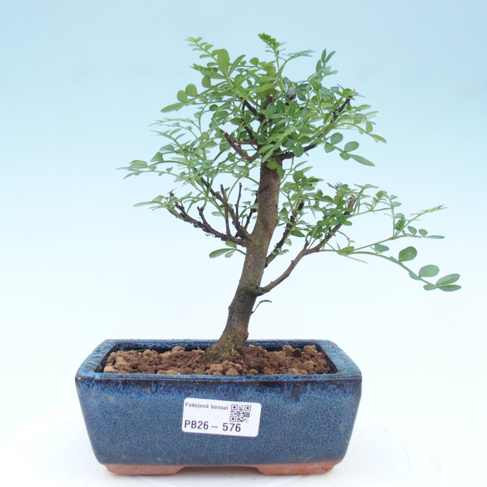 Szobai bonsai - Zantoxylum piperitum - borsfa