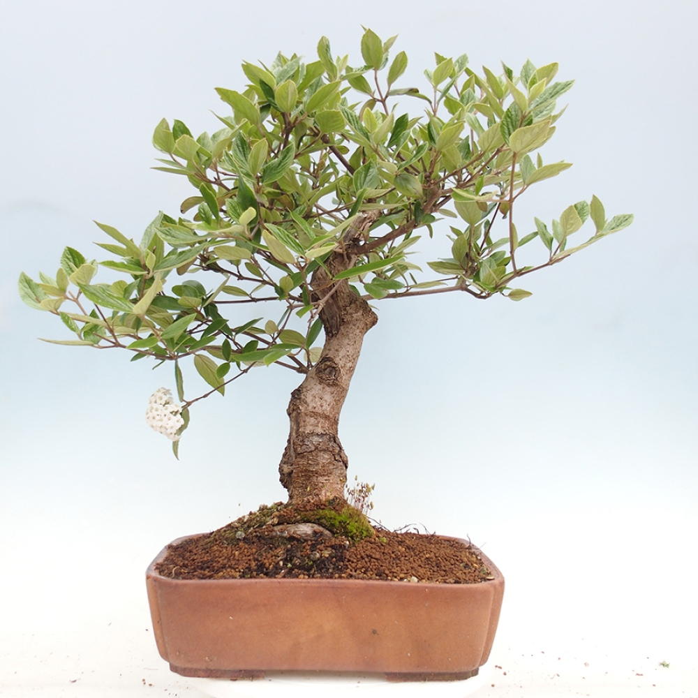 Kültéri bonsai-Kalina Bodnanská - Viburum carlesii hemsi