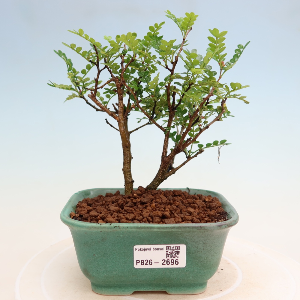 Szobai bonsai - Zantoxylum piperitum - borsfa