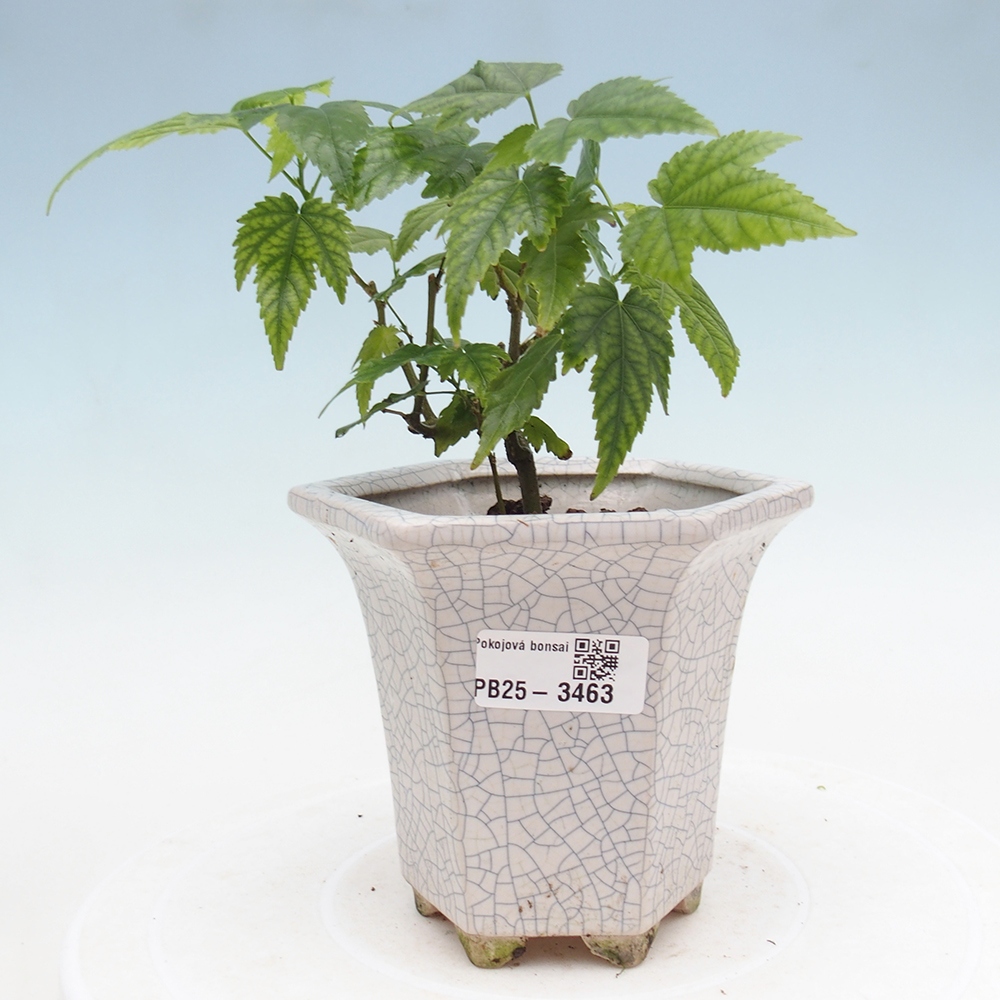 Szobai bonsai - Abutilon Red Trumpet - Szobai lime