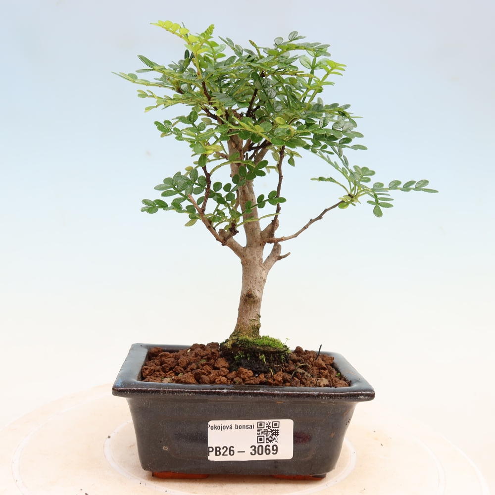 Szobai bonsai - Zantoxylum piperitum - borsfa