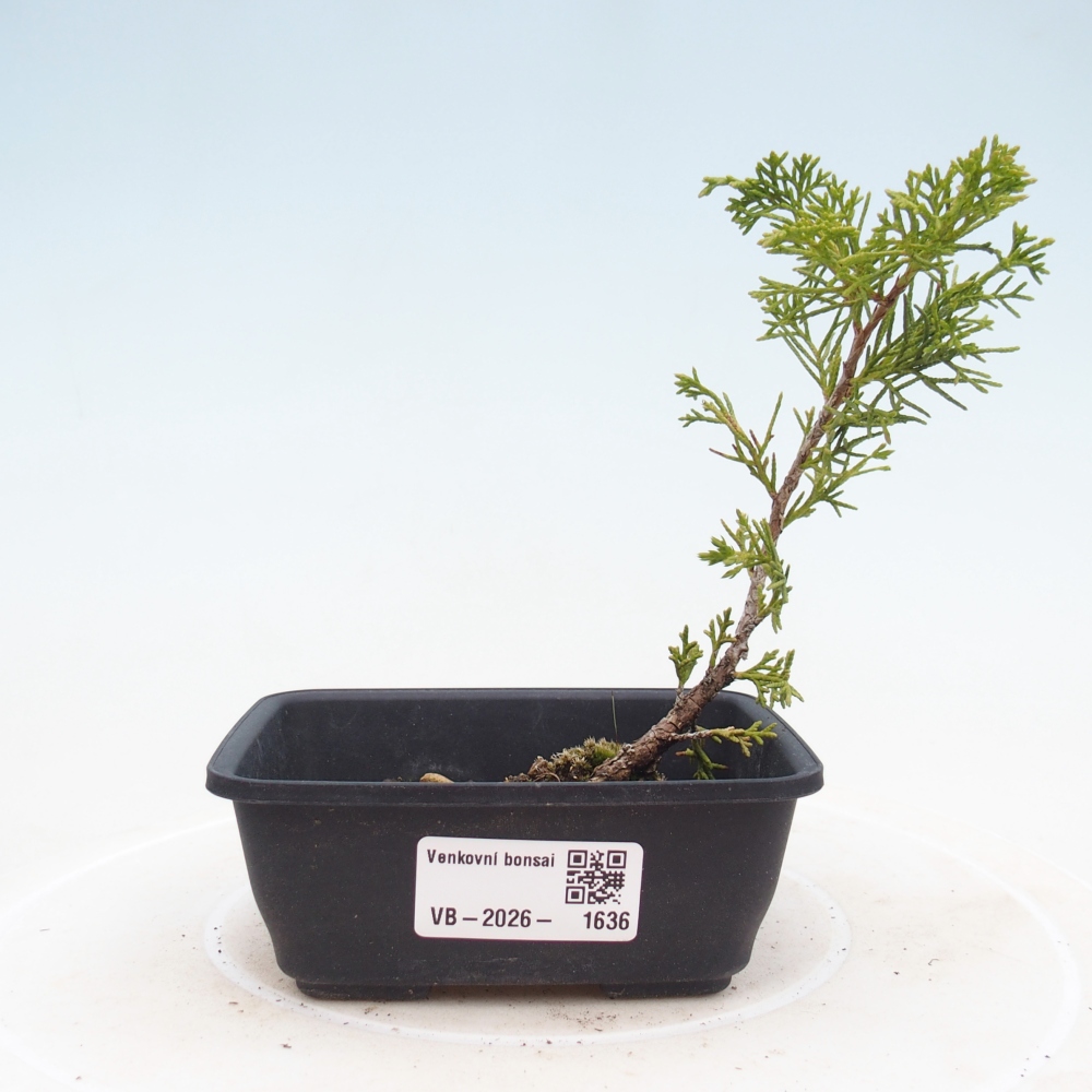 Kültéri bonsai - Juniperus chinensis Itoigawa