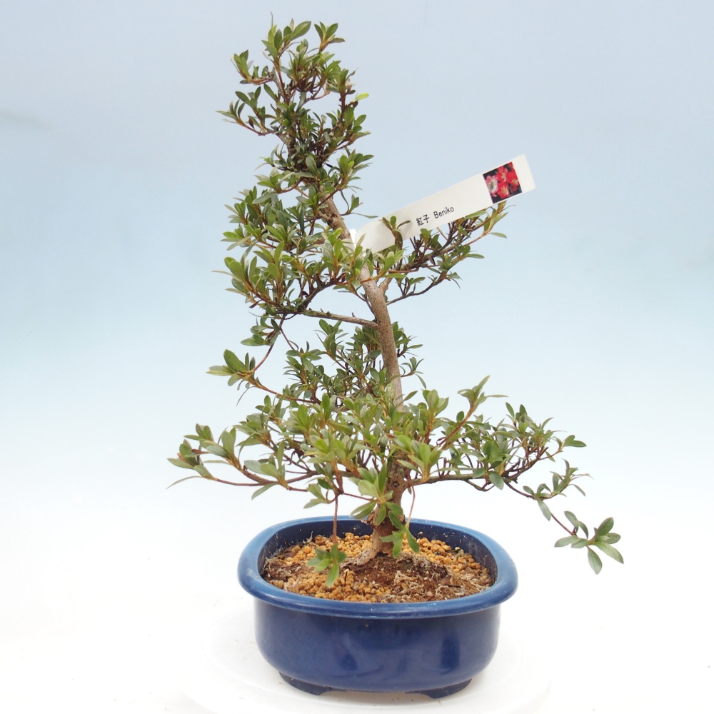 Kültéri bonsai - Japán azálea - Azalea Beniko