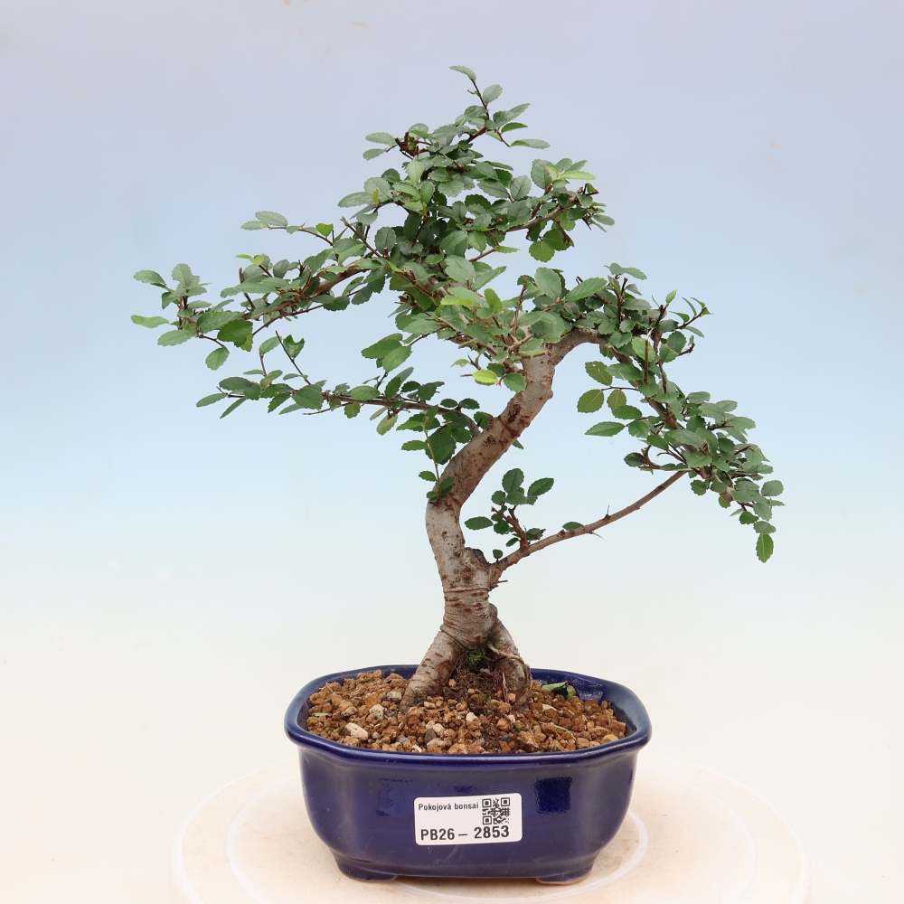 Szobai bonsai - Ulmus parvifolia - Kislevelű szilfa