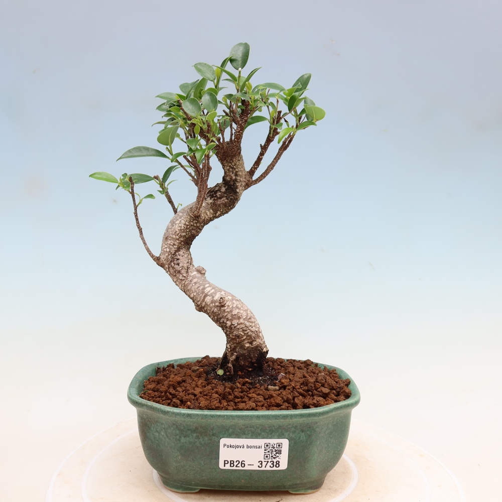 Szobai bonsai - Ficus kimmen - kislevelű fikusz