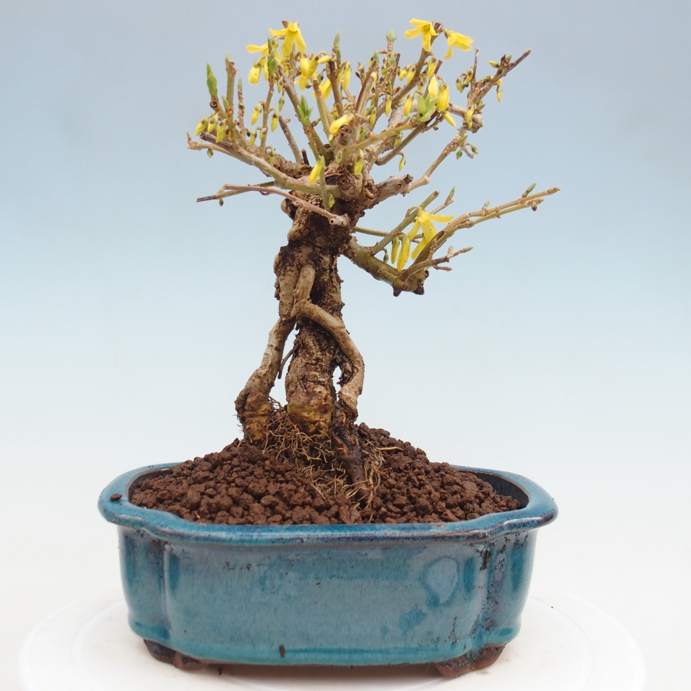 Kültéri bonsai - Zlatice - Forsythia koreana