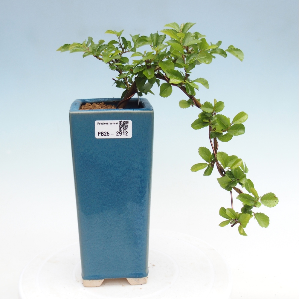 Beltéri bonsai - Grewia occidentalis - Levendula csillaghal