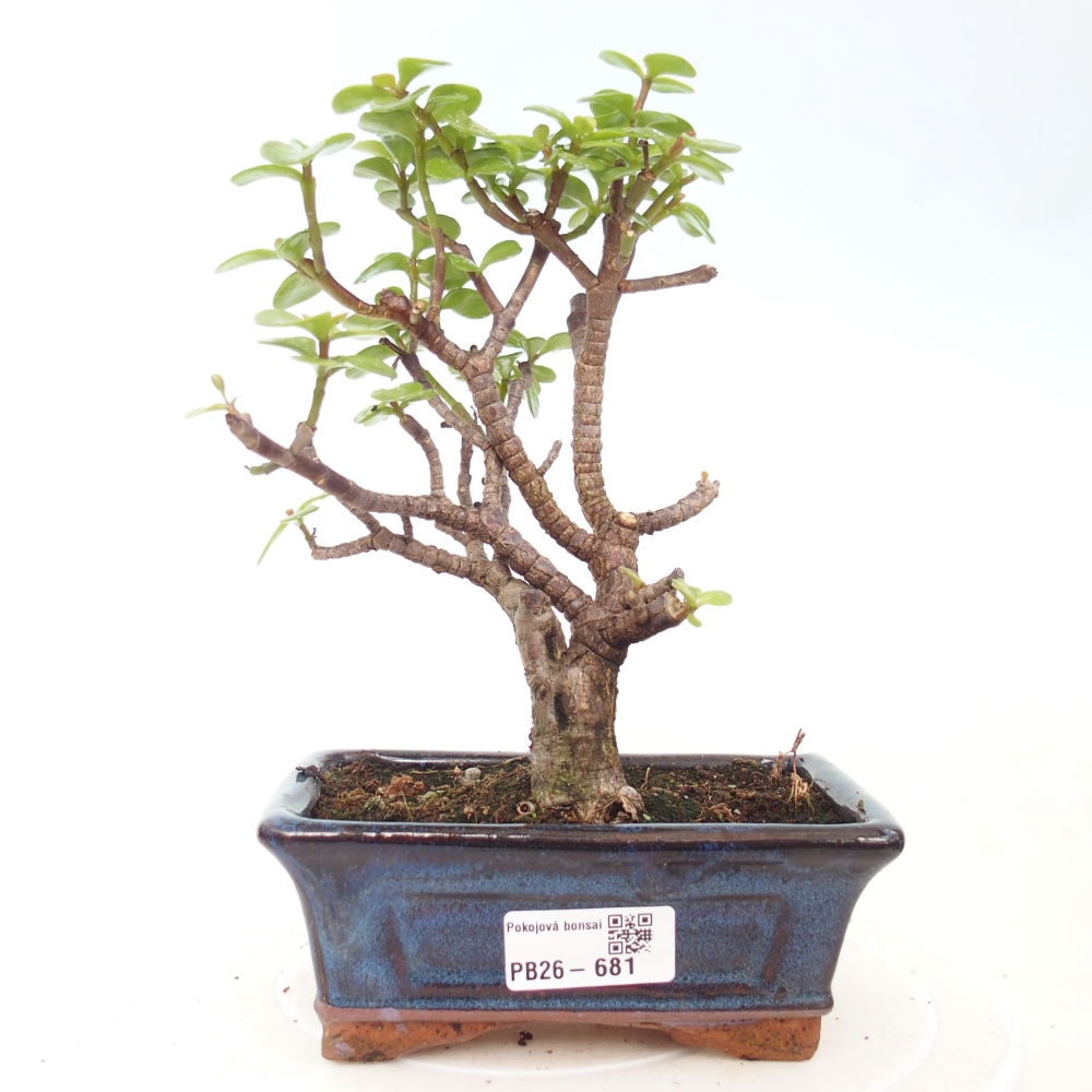 Szoba bonsai - Portulakaria Afra - Tlustice