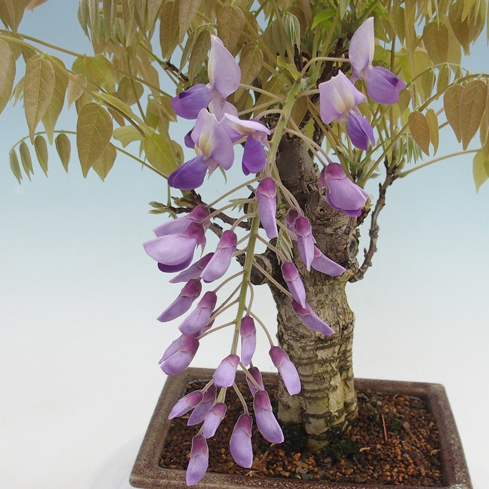 Kültéri bonsai - Wisteria floribunda