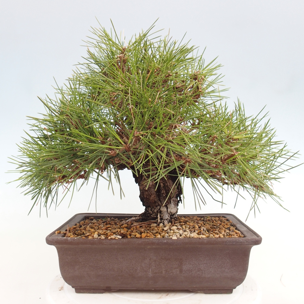 Kültéri bonsai - Pinus thunbergii - Thunberg fenyő