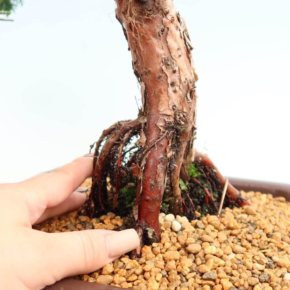Kültéri bonsai - Juniperus chinensis Kishu
