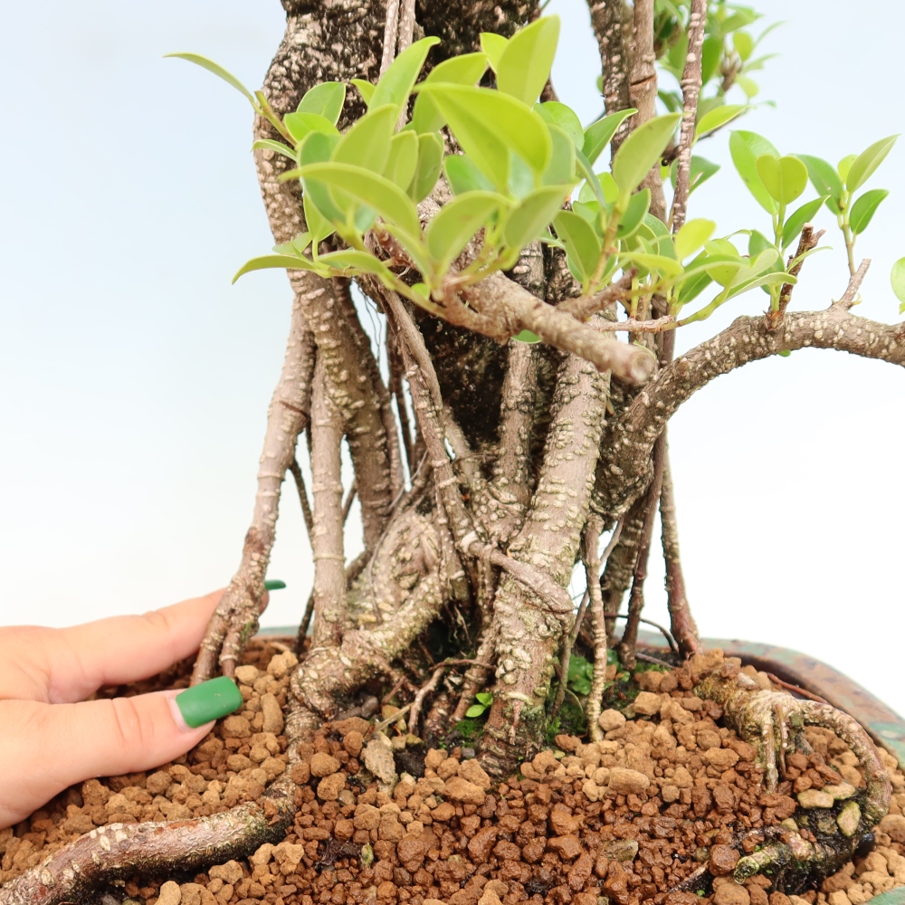 Szobai bonsai - Ficus kimmen - kislevelű fikusz