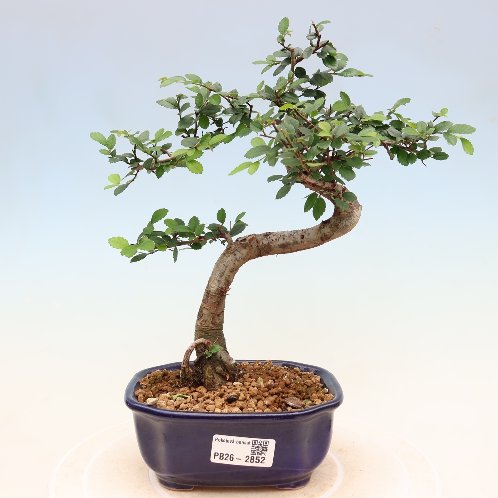 Szobai bonsai - Ulmus parvifolia - Kislevelű szilfa