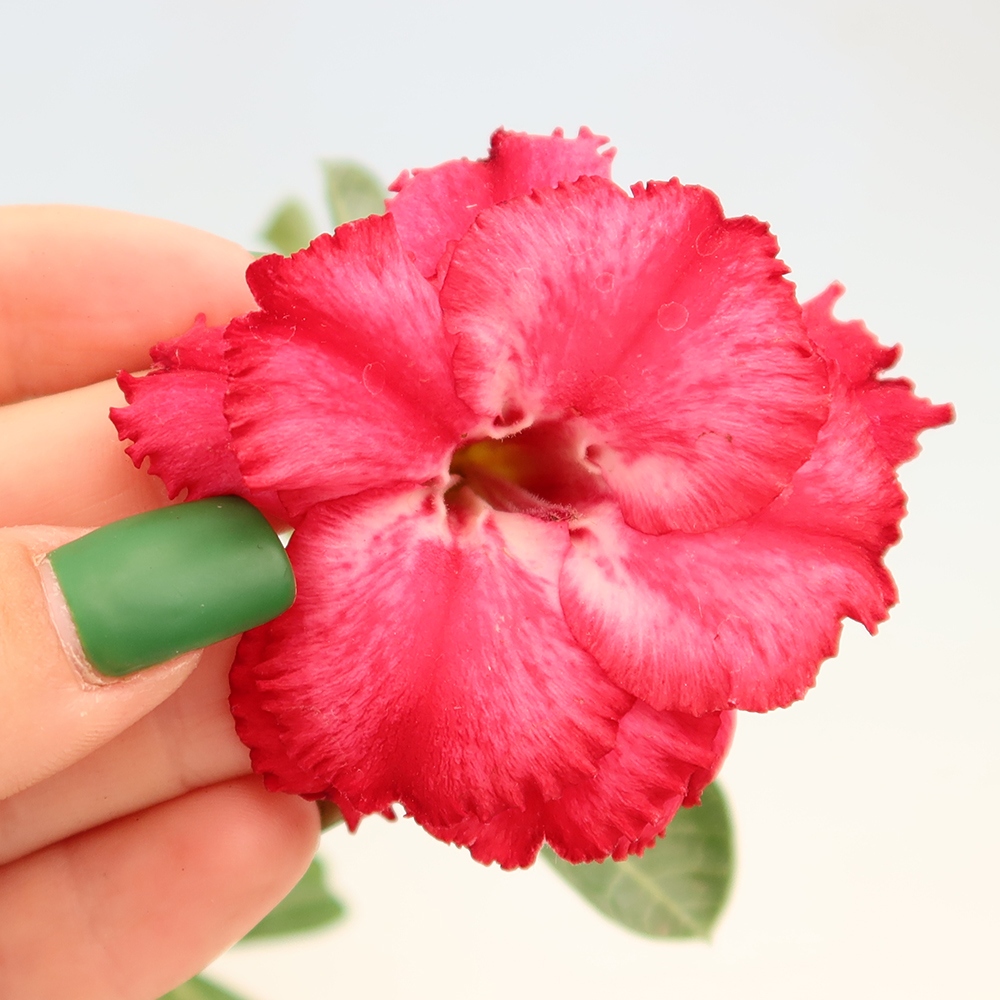 Szobabonsai – Adenium obesum, V.F.S.326-os oltvány – Sivatagi rózsa