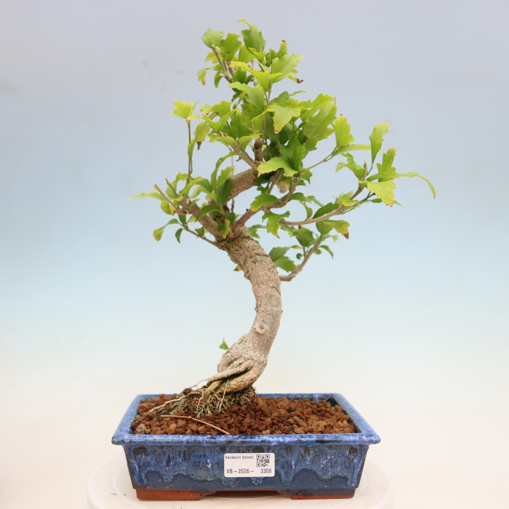Kültéri bonsai – Hibiscus syriacus – Szíriai ibiskusz