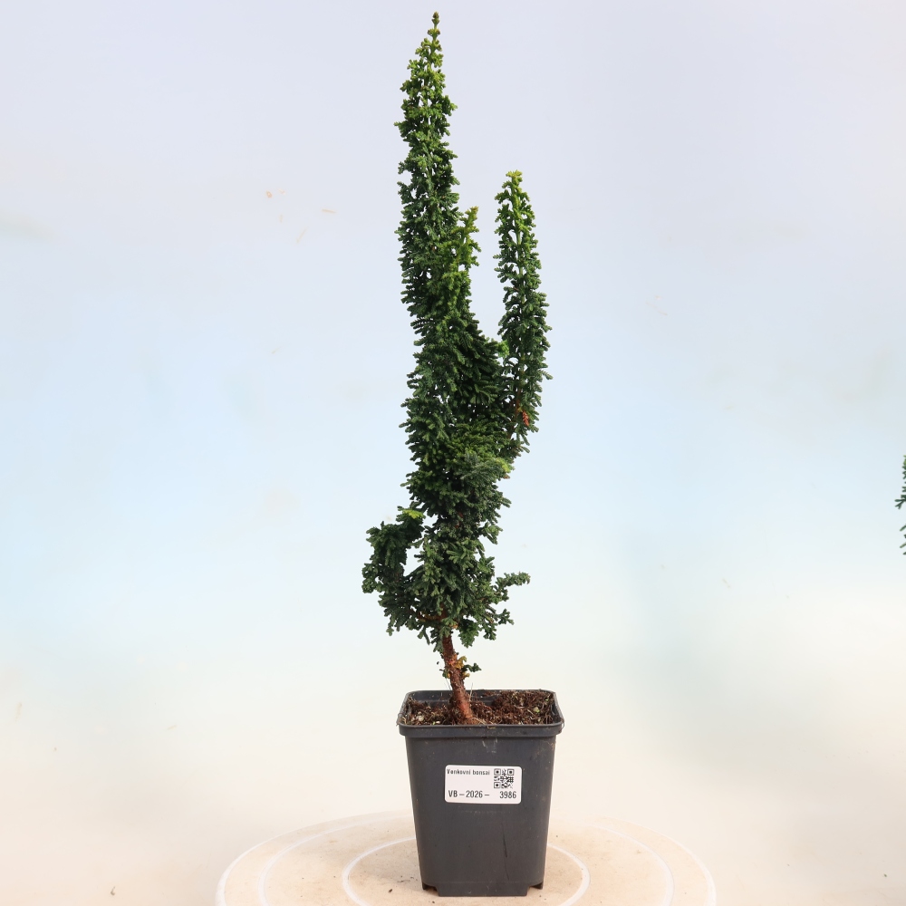 Kültéri bonsai - Cham. obtusa SEKKA HINOKI - Cifra ciprus