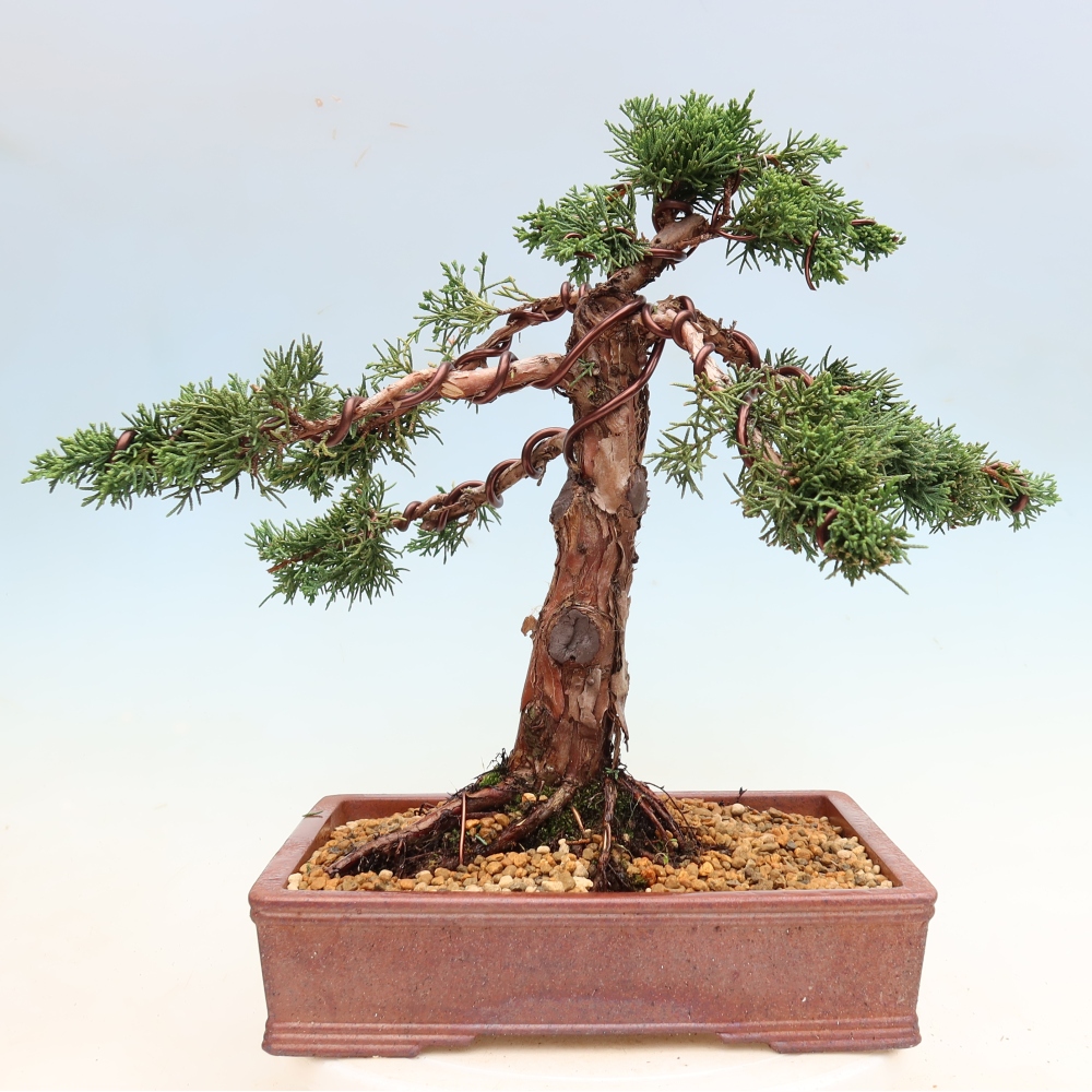 Kültéri bonsai - Juniperus chinensis Kishu